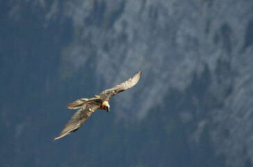 quebrantahuesos en el pirineo