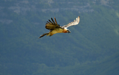 quebrantahuesos en el pirineo
