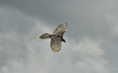 quebrantahuesos en el pirineo