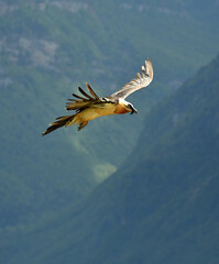 quebrantahuesos en el pirineo