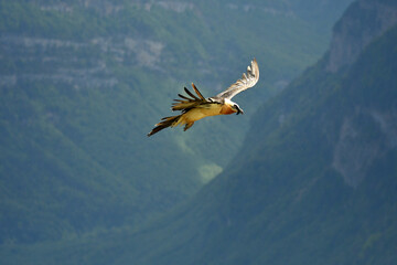 quebrantahuesos en el pirineo
