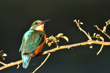 martin pescador en una ramita