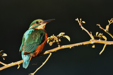 martin pescador en una ramita