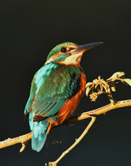 martin pescador en una ramita