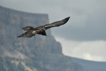 quebrantahuesos en el pirineo