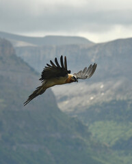 quebrantahuesos en el pirineo