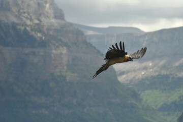 quebrantahuesos en el pirineo