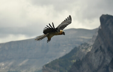 quebrantahuesos en el pirineo