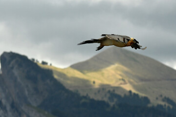 quebrantahuesos en el pirineo