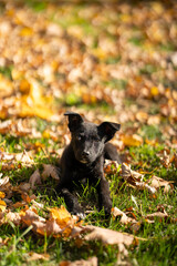 Portrait of small black puppy mixed breed