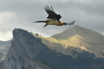 quebrantahuesos en el pirineo