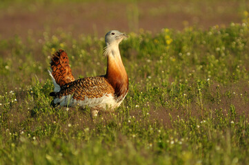 avutarda entre las flores