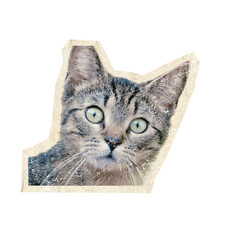 close-up cat face on scrapbook collage