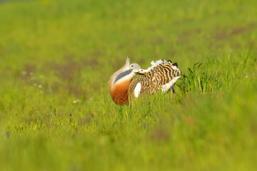 avutardas en primavera