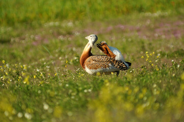 avutardas en primavera