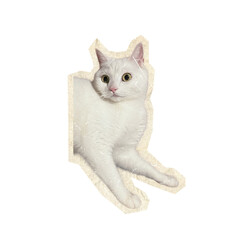 white furry cat on scrapbook collage
