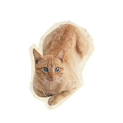 orange kitten on scrapbook collage