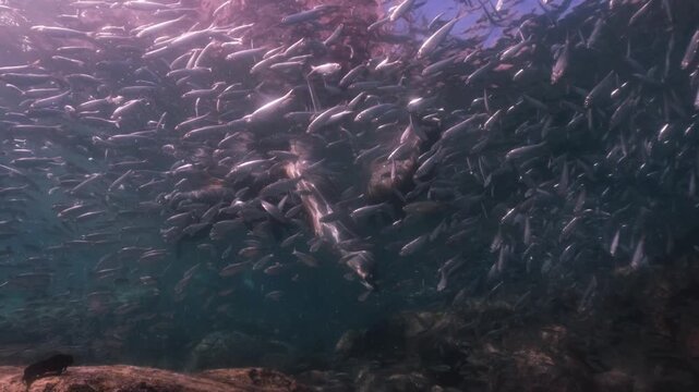 a pack of sealions float and have a sunbath on the surface, a school of sardines swim around the sealions in slow motion 4k high resolution cinematic underwater 