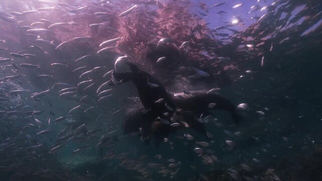 a pack of sealions float and have a sunbath on the surface, a school of sardines swim around the sealions in slow motion 4k high resolution cinematic underwater 