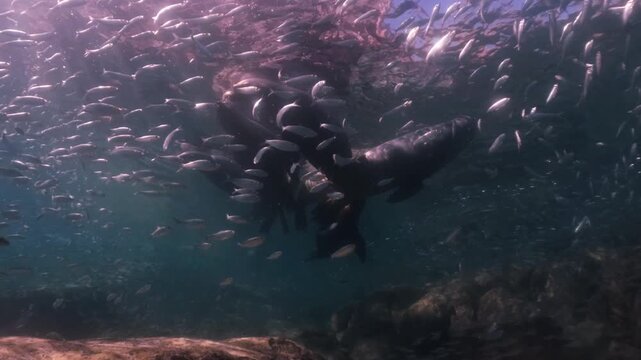 a pack of sealions float and have a sunbath on the surface, a school of sardines swim around the sealions in slow motion 4k high resolution cinematic underwater 