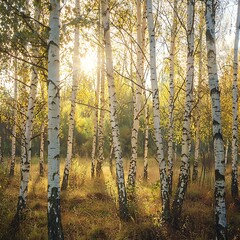 Obraz premium Stunning birch grove glowing with golden beauty high resolution picture