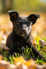 Portrait of small black puppy mixed breed