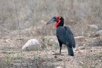 A ground hornbill walking across the veld