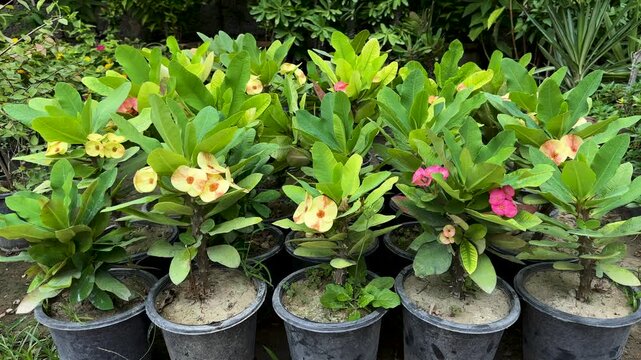 Euphorbia milii Crown of Thorns in a Nursery
