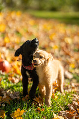Couple of puppies mixed breed walking in the autumn park