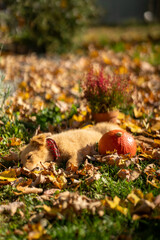 Small red puppy with pumpkins