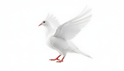 Obraz premium white dove isolated on transparent background