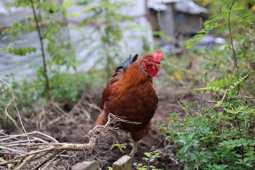 Rooster in the garden looking for food, rural area