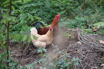 Rooster in the garden looking for food, rural area