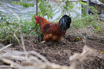 Rooster in the garden looking for food, rural area