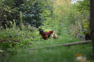 Rooster in the garden looking for food, rural area