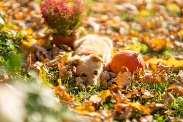Small red puppy with pumpkins