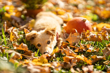 Small red puppy with pumpkins