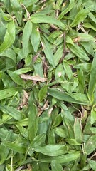 Obraz premium Green Grass with Healthy and Wilting Leaves in Natural Outdoor Setting
