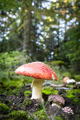 mushrooms close up in autumn forest