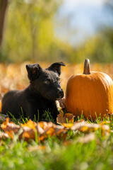 Small black puppy mixed breed with pumpkins