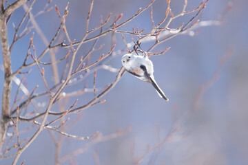Snow Fairy bird called as Shimaenaga or long tailed bush tit or flurry bird. This bird is native to Hokkaido Japan