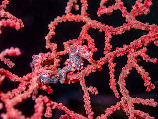 Pygmy Seahorse on Sea Fan © phraisohn