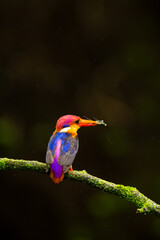 Oriental-Dwarf Kingfisher or Black-Backed Kingfisher perched on tree branch with the kill in beak