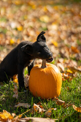 Small black puppy mixed breed with pumpkins