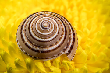 Beautiful Snail Shell on a Bright Yellow Chrysanthemum