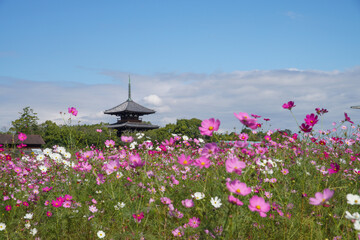 法起寺のコスモス