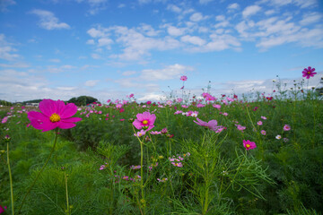 中宮寺跡のコスモス