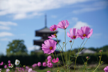 法起寺のコスモス