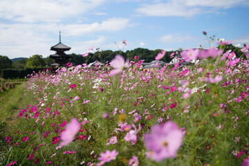 法起寺のコスモス