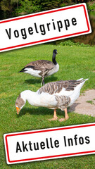Vogelgrippe - aktuelle Infos. G&auml;nse auf gr&uuml;ner Wiese. Vorlage f&uuml;r Social Media Post zum Thema Vogelgrippe bzw. Gefl&uuml;gelpest durch das Virus H5N1